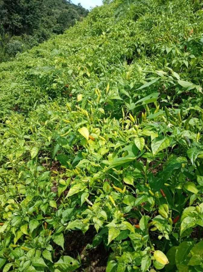 “卖一拽茶叶买不到一拽油！”缅甸茶叶、辣椒农户哭诉生活太难